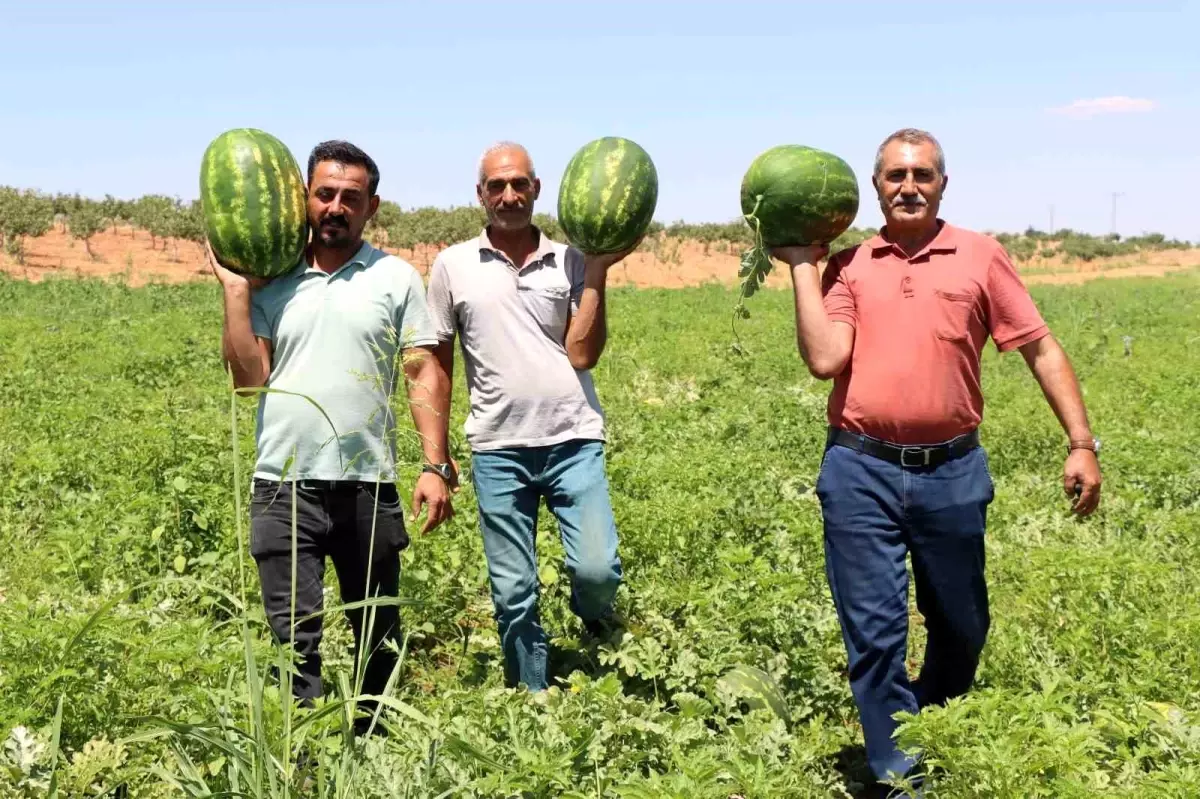 Yaylak Karpuzu: Şanlıurfa'nın Dondurma Tadında Lezzeti