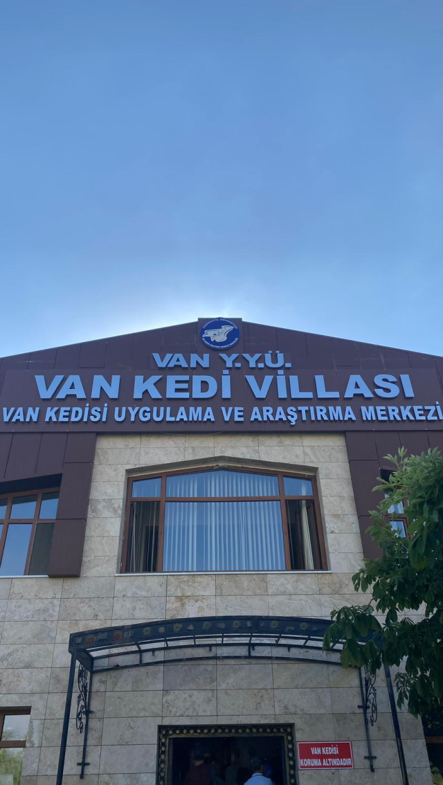 Türkiye'nin Gururu Van Kedileri: Dünyada Eşi Benzeri Yok