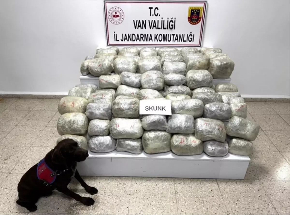 Van'da Jandarma Operasyonu: 70 Kilo Skunk Ele Geçirildi