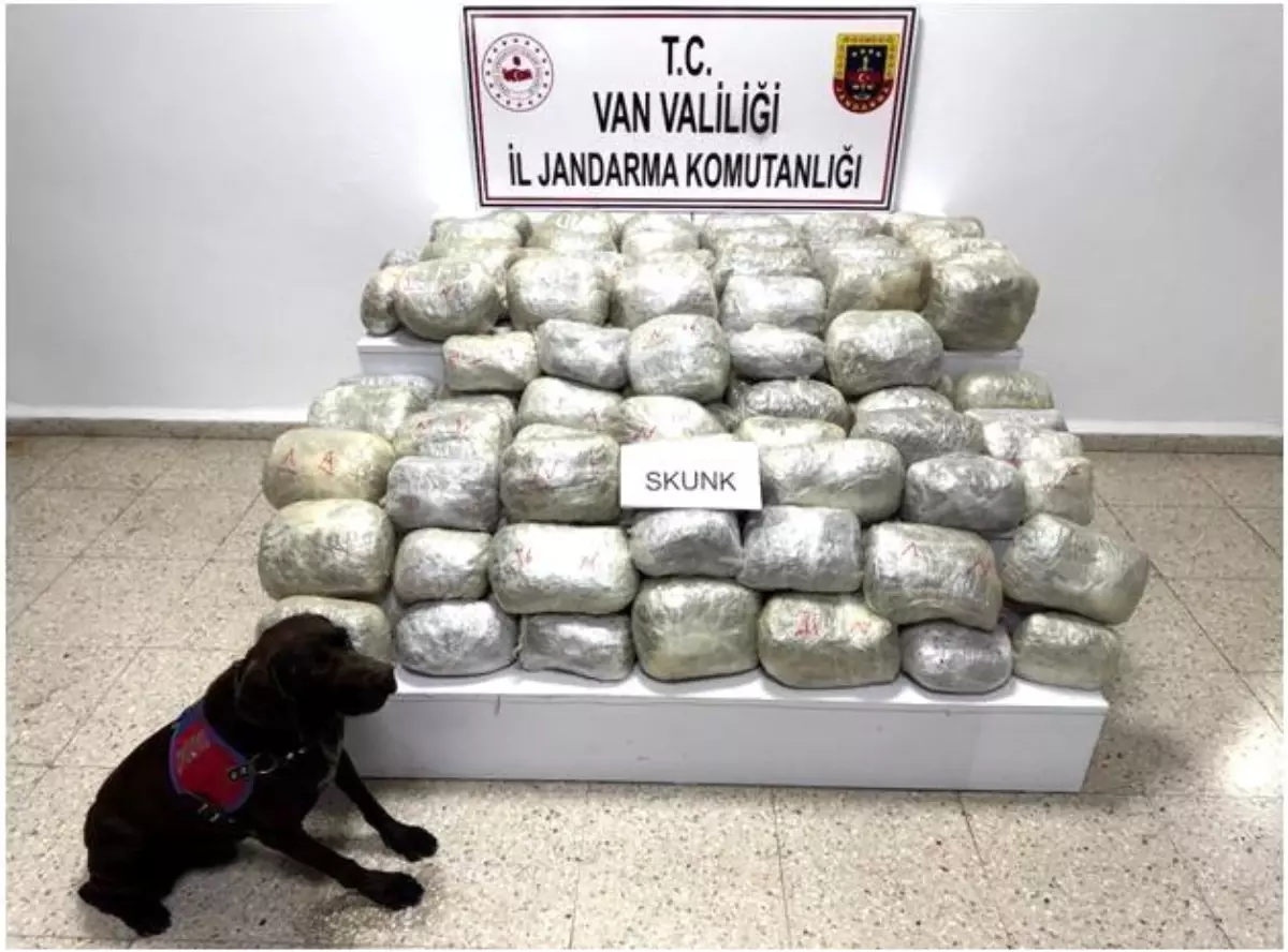 Van'ın Başkale İlçesinde 70 Kilogram Skunk Uyuşturucu Ele Geçirildi