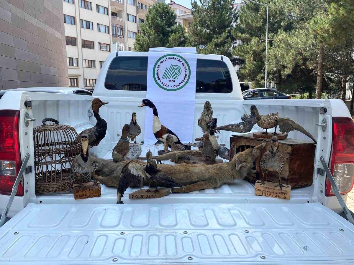Afyonkarahisar'da Tahnit Edilmiş 14 Hayvan Ele Geçirildi
