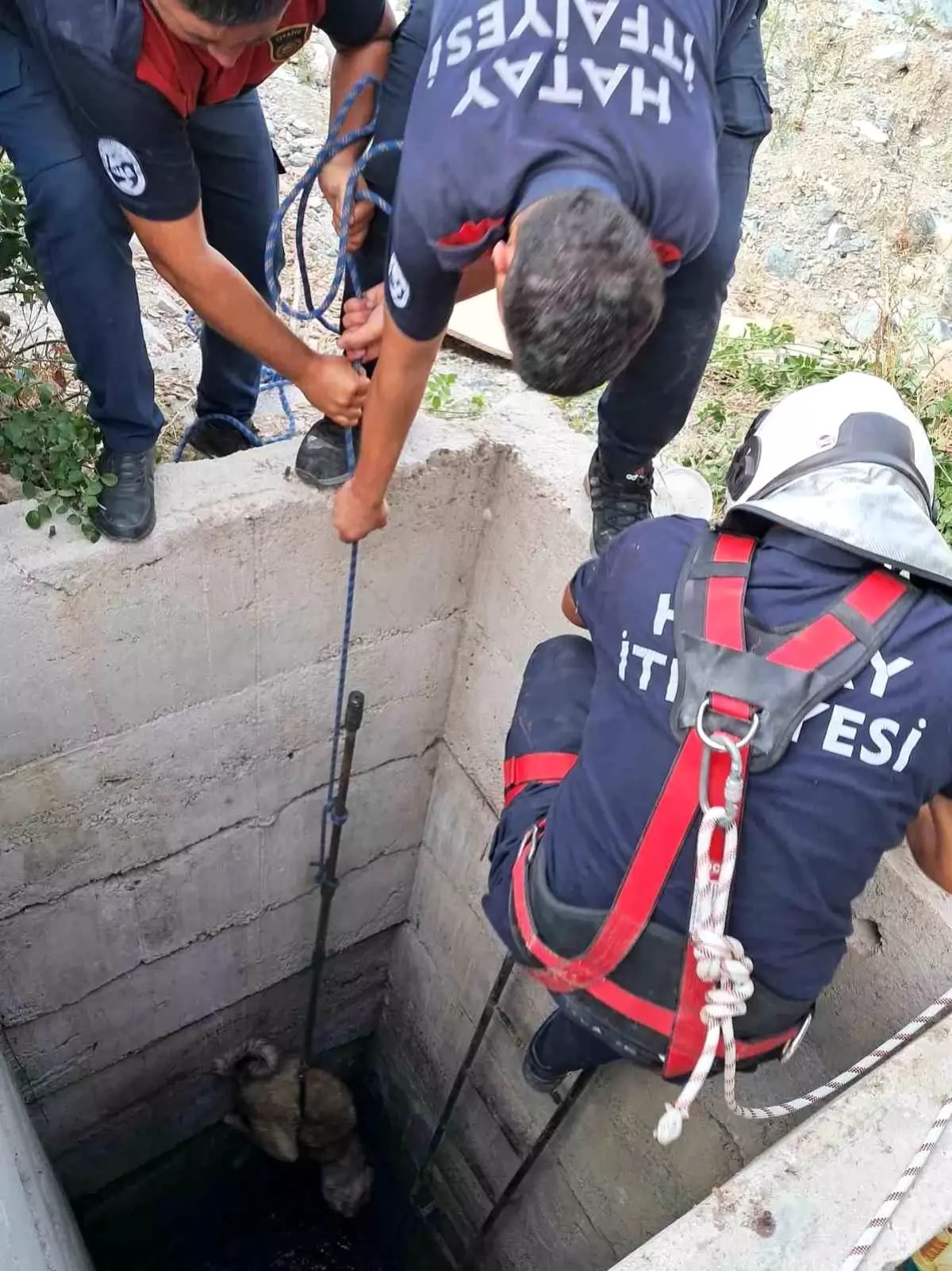Hatay'da Kuyuya Düşen Köpek İtfaiye Ekipleri Tarafından Kurtarıldı