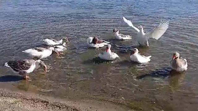 Geese that entered the sea were reported to CİMER, 8 died when confined to the coop