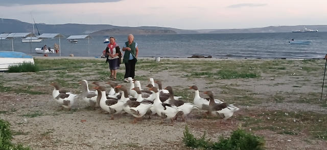 Geese that entered the sea were reported to CİMER, 8 died when confined to the coop