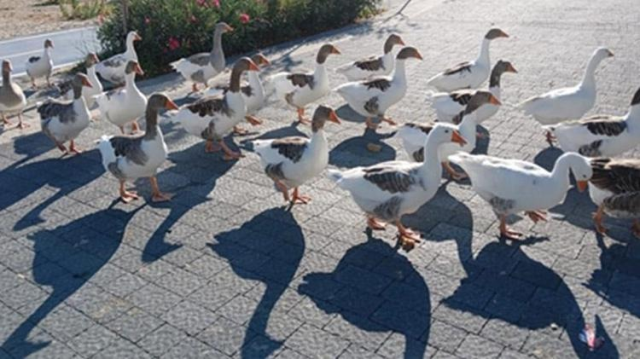 Geese that entered the sea were reported to CİMER, 8 died when confined to the coop