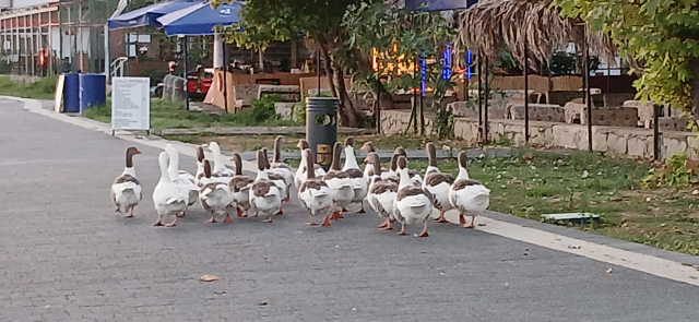 Geese that entered the sea were reported to CİMER, 8 died when confined to the coop