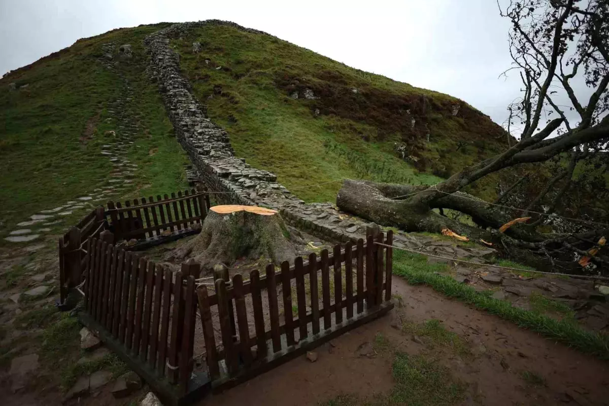 İngiltere'de İkonik Sycamore Gap Ağacını Kesen İki Kişiye Hapis Cezası