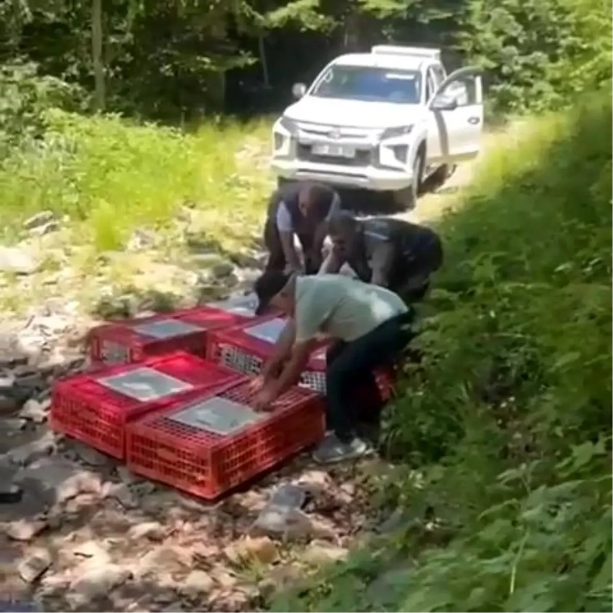 Bursa'da Kırım Kongo Kanamalı Ateşi ile Mücadelede 1400 Keklik Doğaya Salındı
