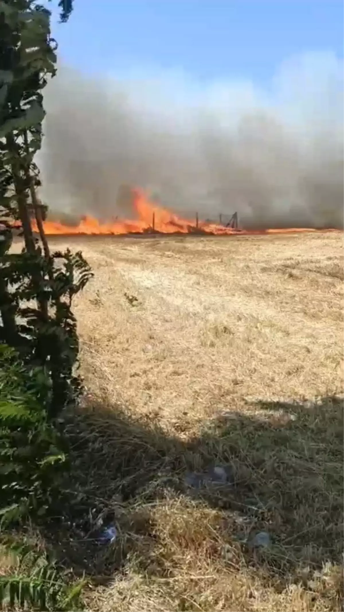 Silivri'de Buğday Tarlasında Yangın: 30 Dönüm Arazi Zarar Gördü