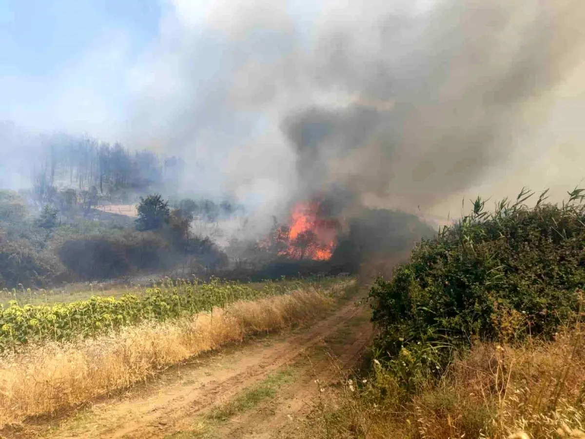 Tekirdağ'da Orman Yangını Tarım Arazilerine Sıçradı