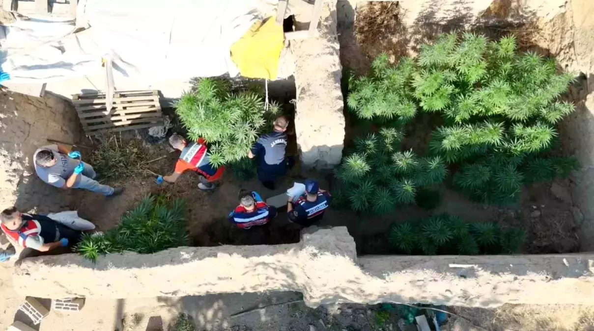 Aksaray'da Yasa Dışı Kenevir Yetiştiren Şahıs Yakalandı