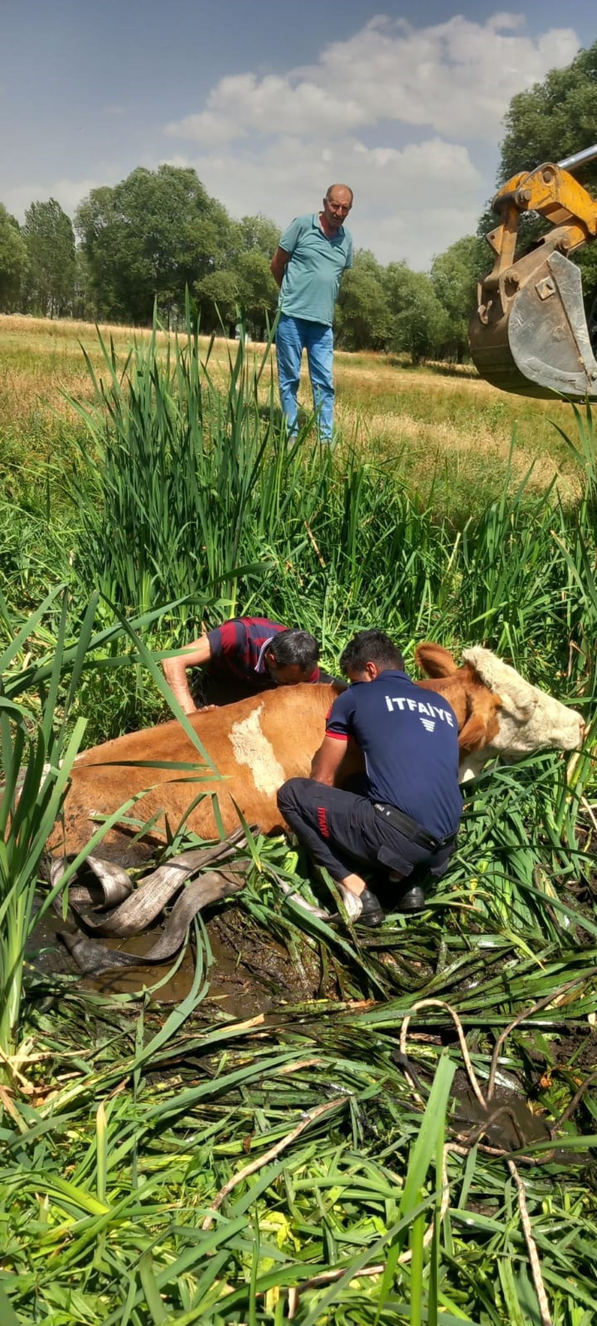 Muş'ta Bataklığa Saplanan İki Büyükbaş Hayvan Kurtarıldı