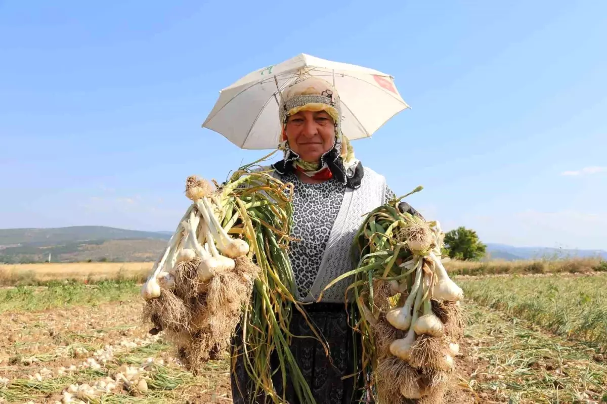 Taşköprü Sarımsağı Hasadında Kadın İşçiler Sıcak Hava Koşullarına Rağmen Çalışıyor
