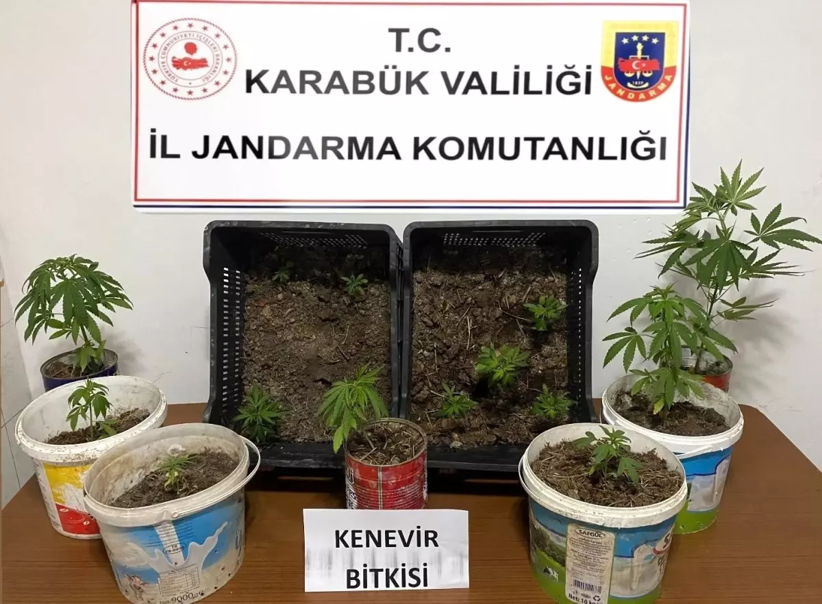Karabük'te Kenevir Operasyonu: 14 Kök Ele Geçirildi