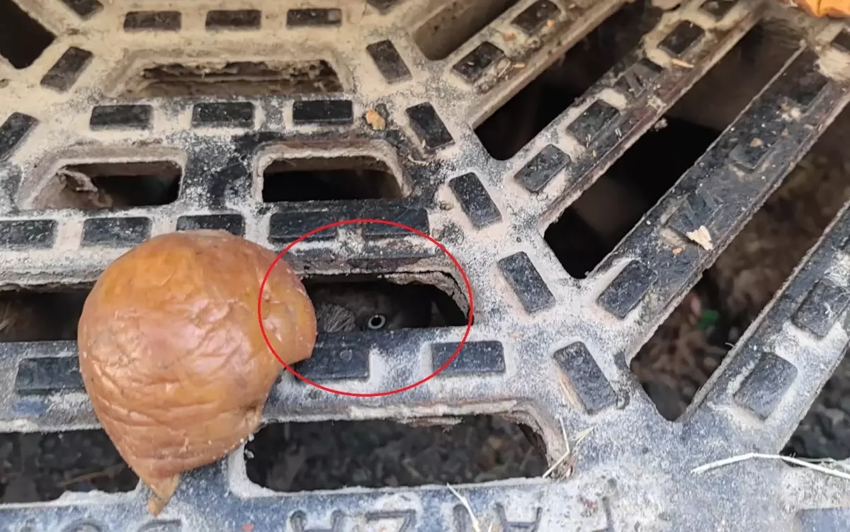 İnegöl'de Rögar Kapağına Düşen Karga Kurtarıldı
