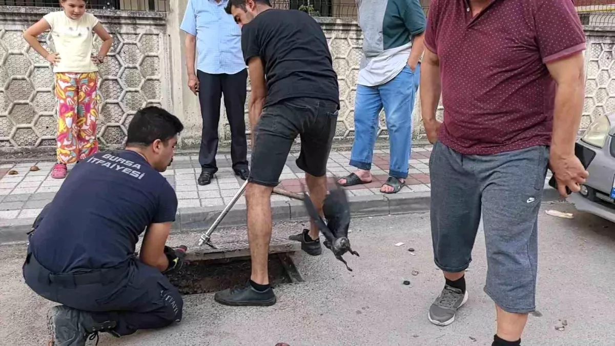 İnegöl'de Rögar Kapağında Mahsur Kalan Karga Kurtarıldı