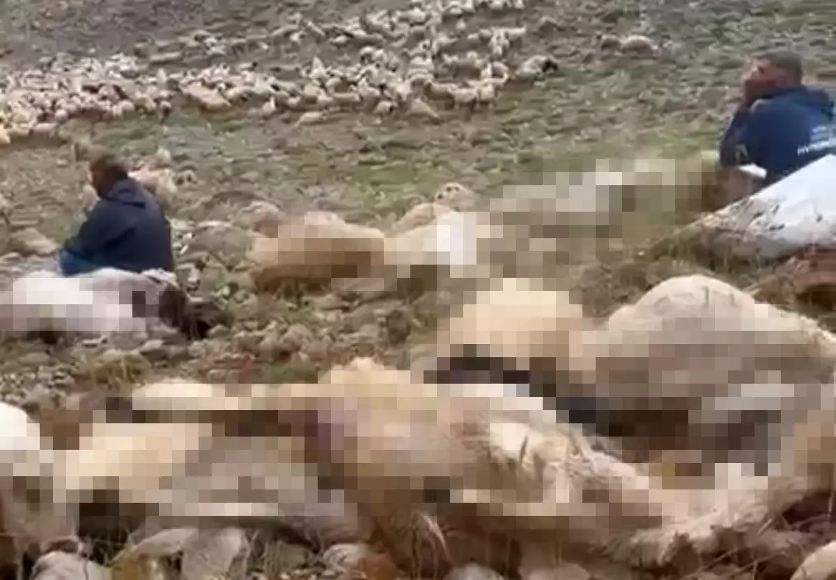 Yıldırım, Tunceli'de 200 Küçükbaşı Telef Etti