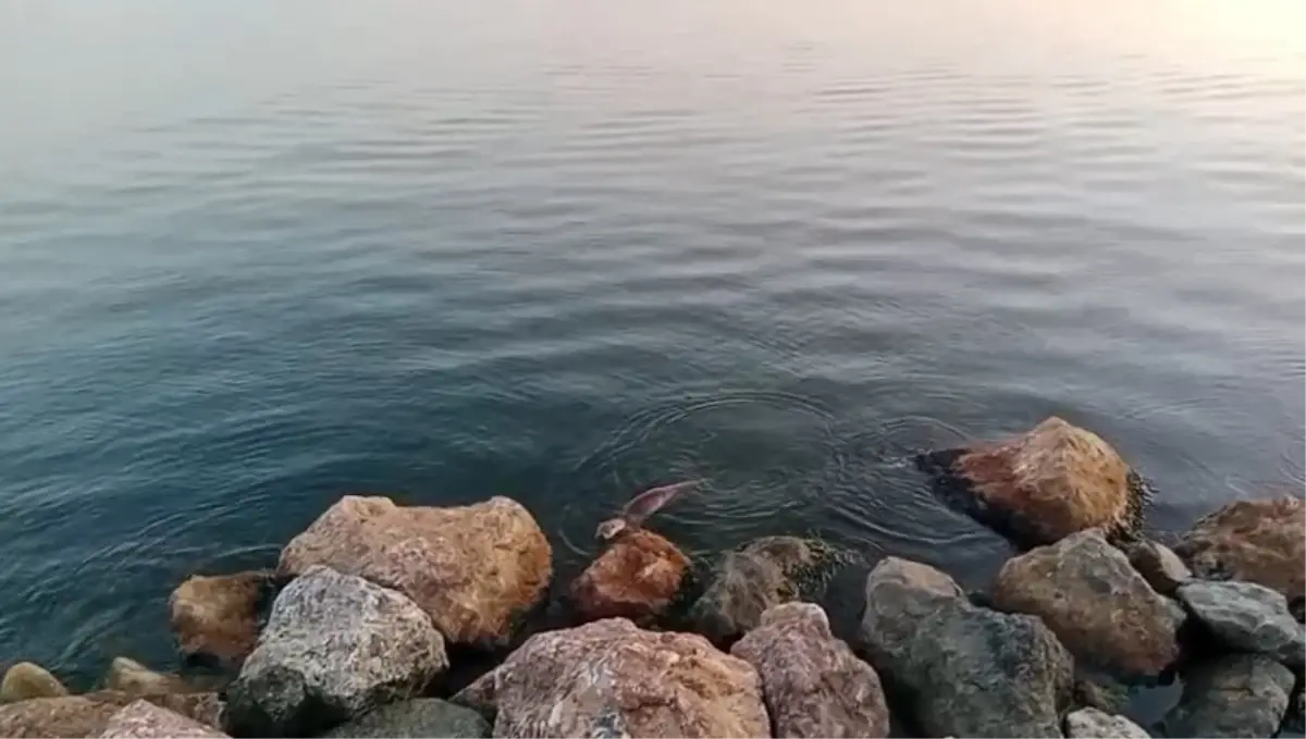 Ereğli'de Su Samuru Denizde Görüntülendi