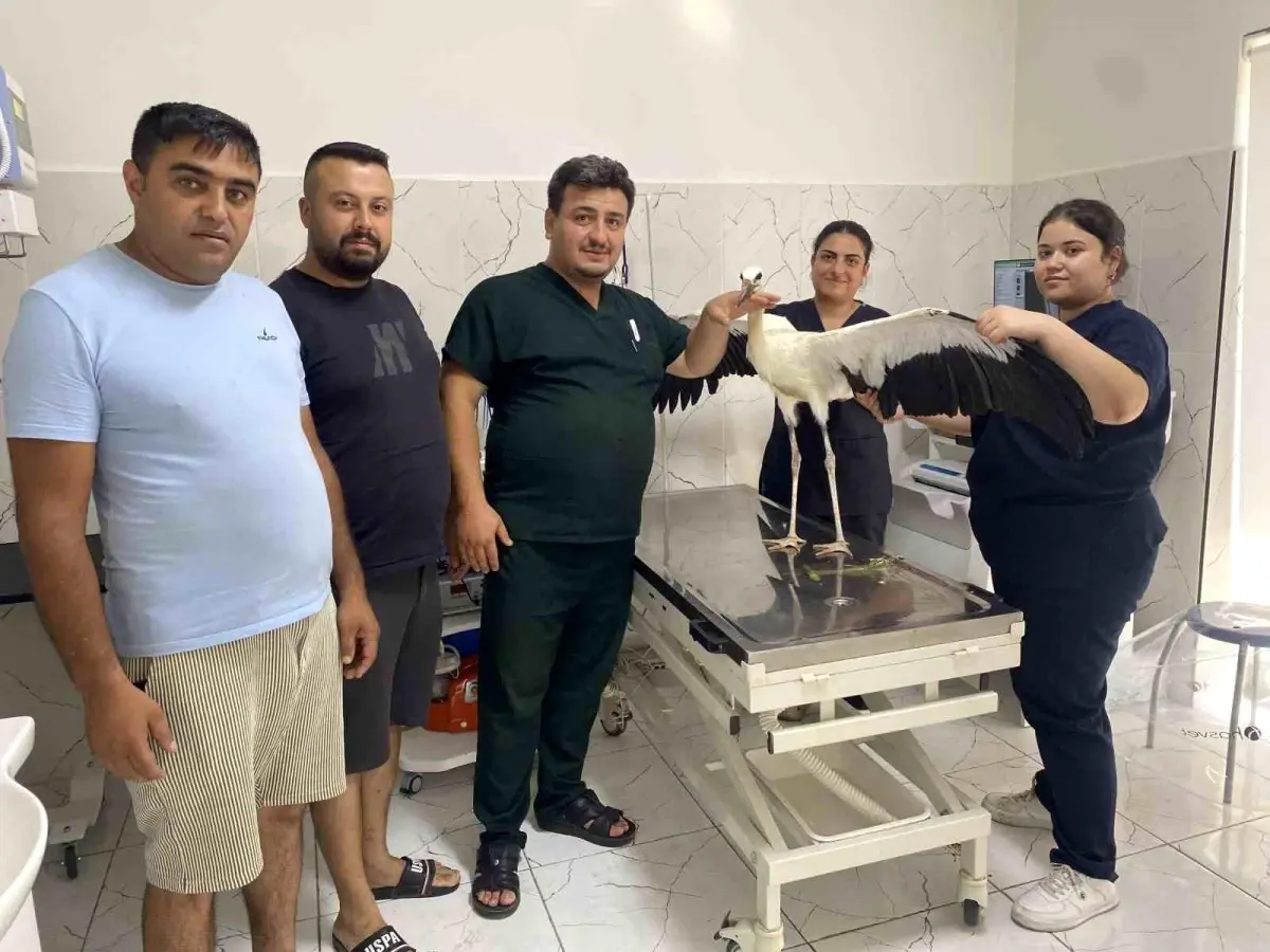 Alaşehir'de Yorgun Leylek Tedavi Edildi