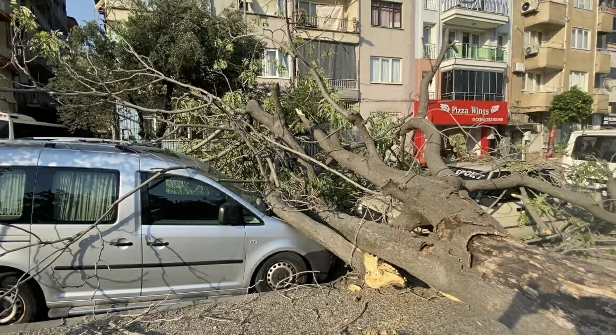 Efeler'de Süs Ağacı Araçların Üzerine Devrildi