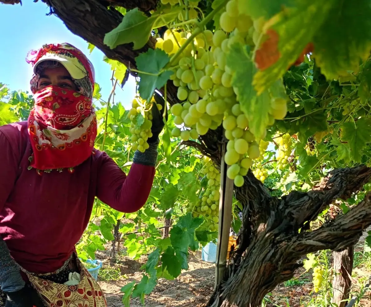 Sarıgöl'de Erkenci Üzüm Sezonu Başladı