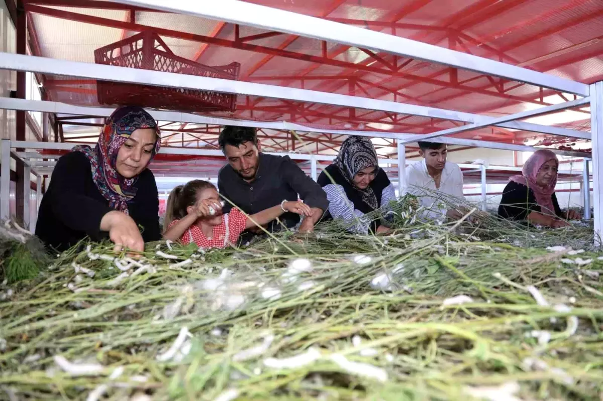 Elazığ'da Genç Girişimcinin İpek Böceği Başarısı