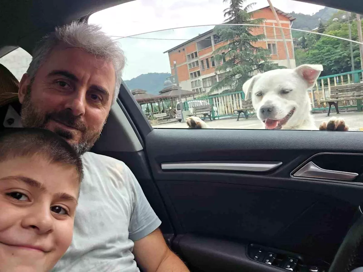 Trabzon'da Pitbull Cinsi Sokak Köpeği Esnafın Yoldaşı Oldu