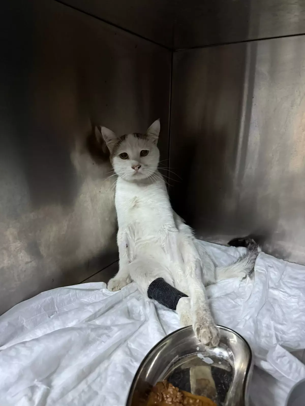 Burdur'da Havalı Tüfekle Yaralanan Kedi Ameliyatla Kurtarıldı