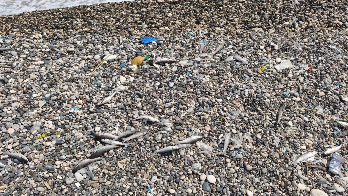 Mersin'de Balık Ölümleri: Tarım ve Orman Müdürlüğü İnceleme Başlattı