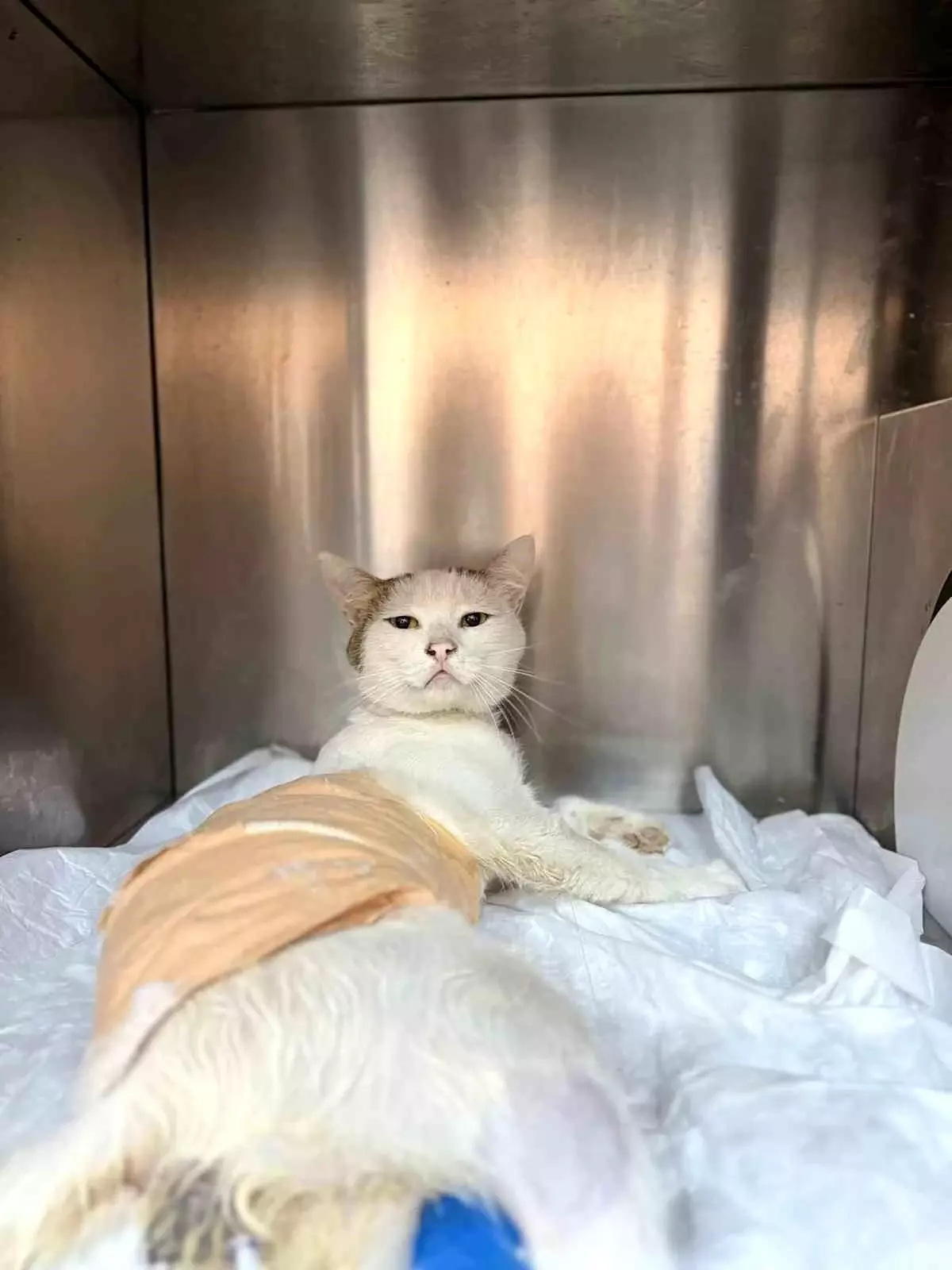 Havalı Tüfekle Yaralanan Kedi Ameliyat Edildi