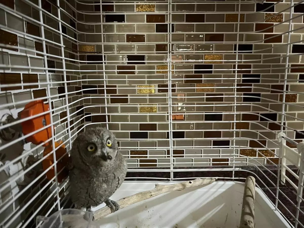 Yaralı İshak Kuşu Tedavi Edildi, Doğaya Dönüşü Bekleniyor