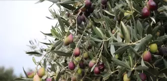 Zeytinlik alanlarda yapılaşma yasası nedir? SON DAKİKA Zeytin yasası Meclis'ten geçti mi?