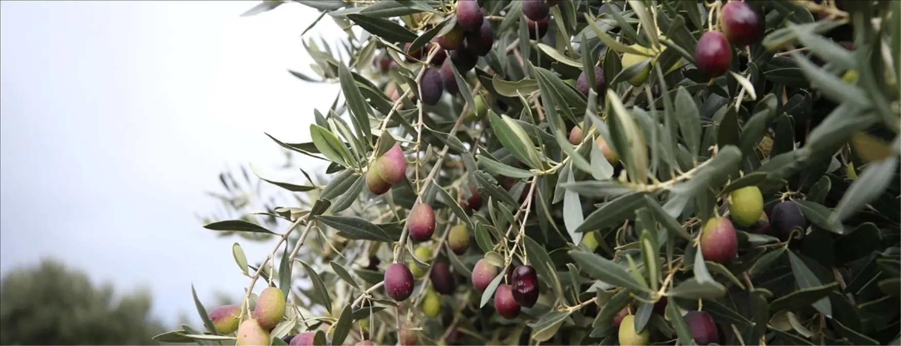 Zeytinlik alanlarda yapılaşma yasası nedir? SON DAKİKA Zeytin yasası Meclis'ten geçti mi?