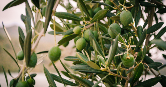 Zeytinlikler madenciliğe açıldı mı? Zeytinlikler madenciliğe açıldı mı?