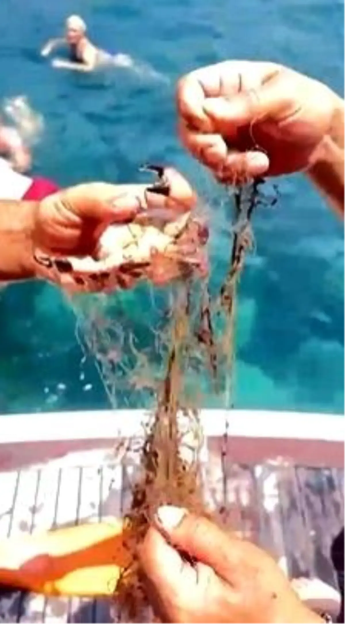 Alanya'da Hayalet Ağa Takılan Yengeçler Kurtarıldı