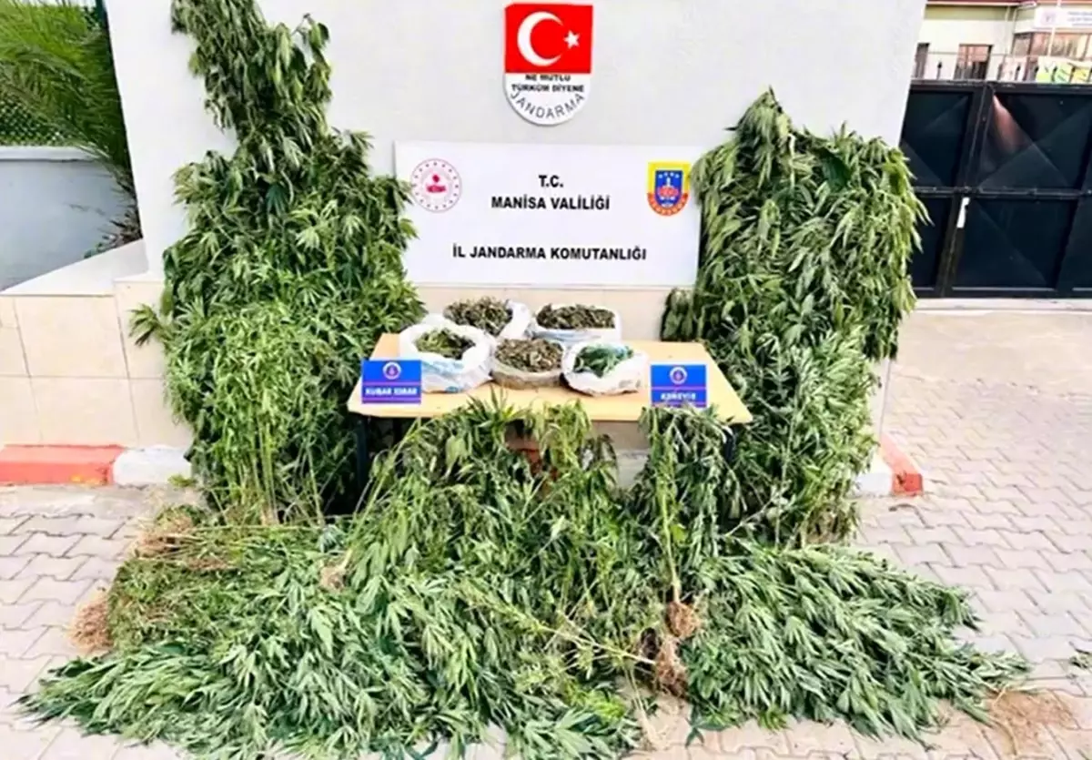 Manisa'da Yasa Dışı Kenevir Ekimi Operasyonu