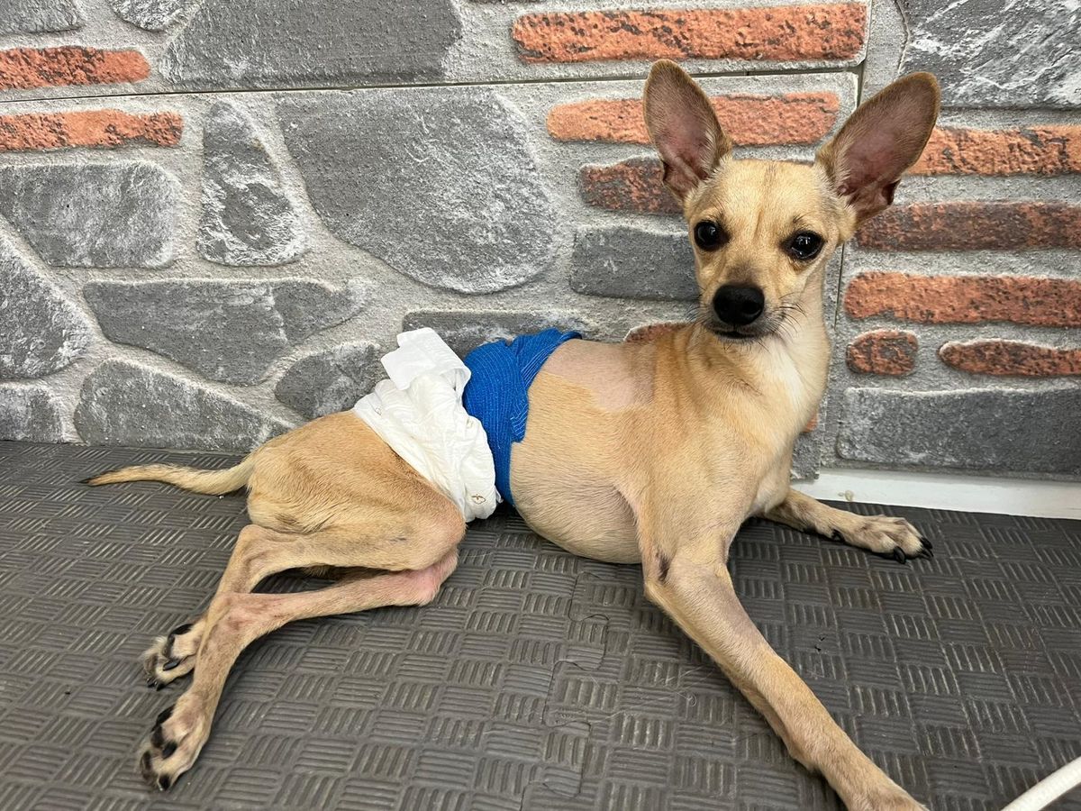 Nişanlı Çift Ayrıldı, 'Lucky' Terkinin Kurbanı Oldu
