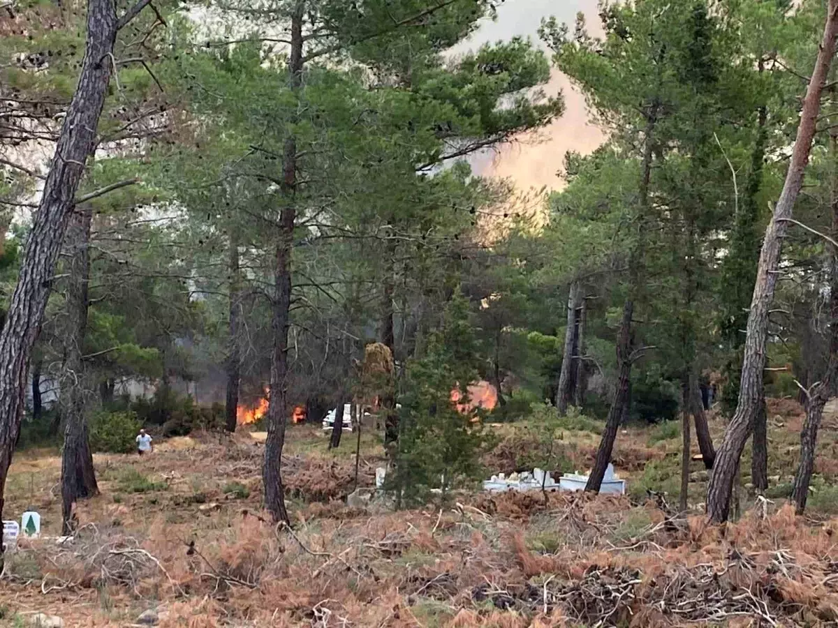 Çanakkale'de Orman Yangını Kontrol Altına Alınmaya Çalışılıyor