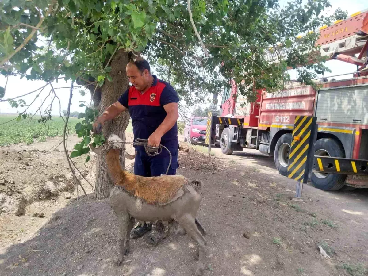 Hatay'da Çamurda Mahsur Kalan Koyun İtfaiye Ekiplerince Kurtarıldı