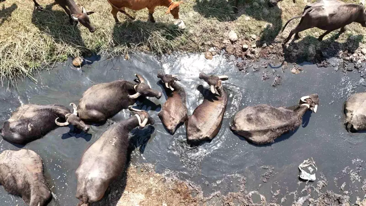Diyarbakır'da Mandalar Sıcaklardan Kaçış Yolu Olarak Göleti Tercih Ediyor