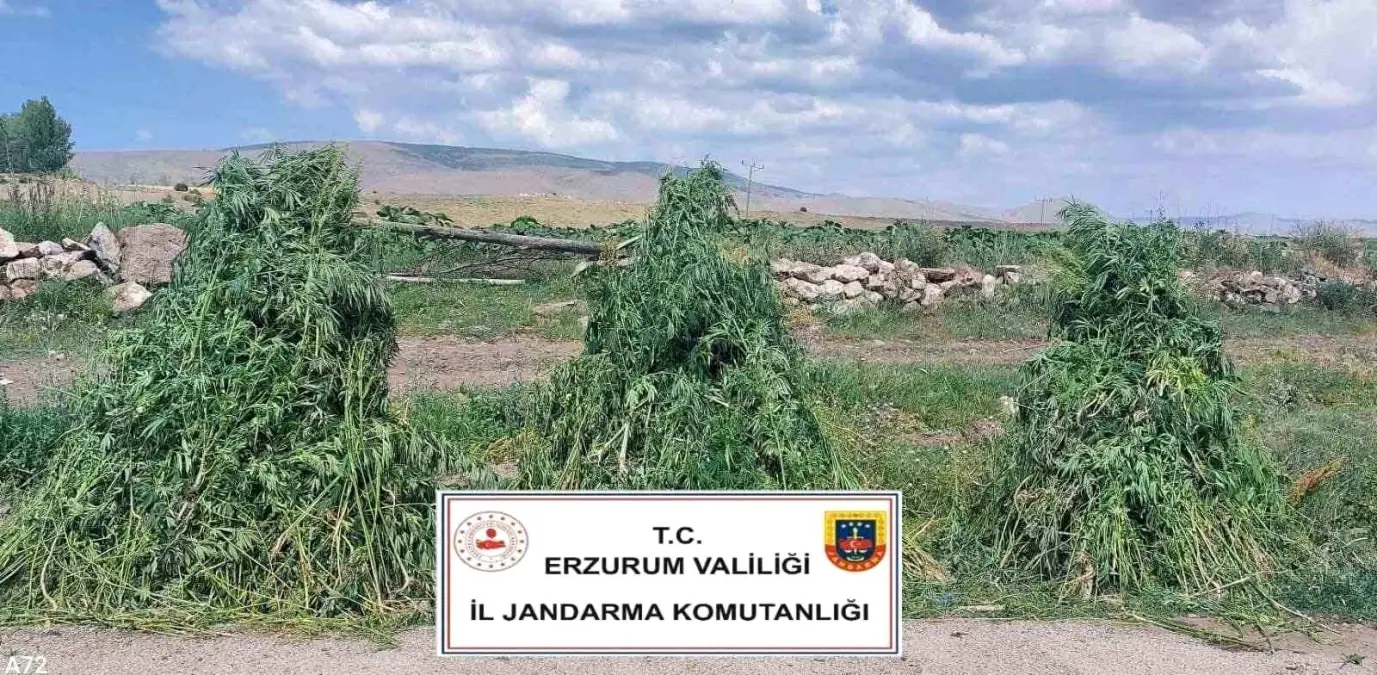 Pasinler'de 401 Bin Kök Kenevir Ele Geçirildi