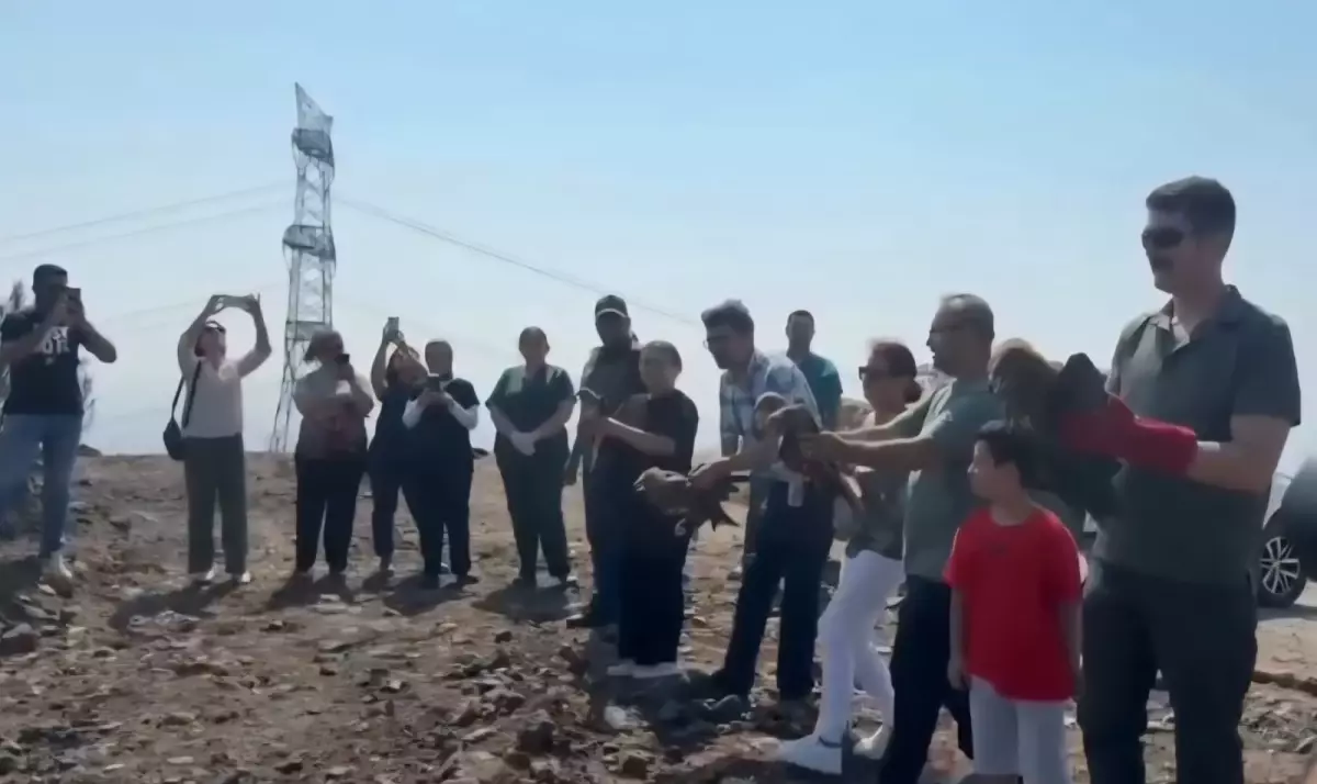 Hatay'da Yaralı 11 Yaban Kuşu Doğaya Salındı