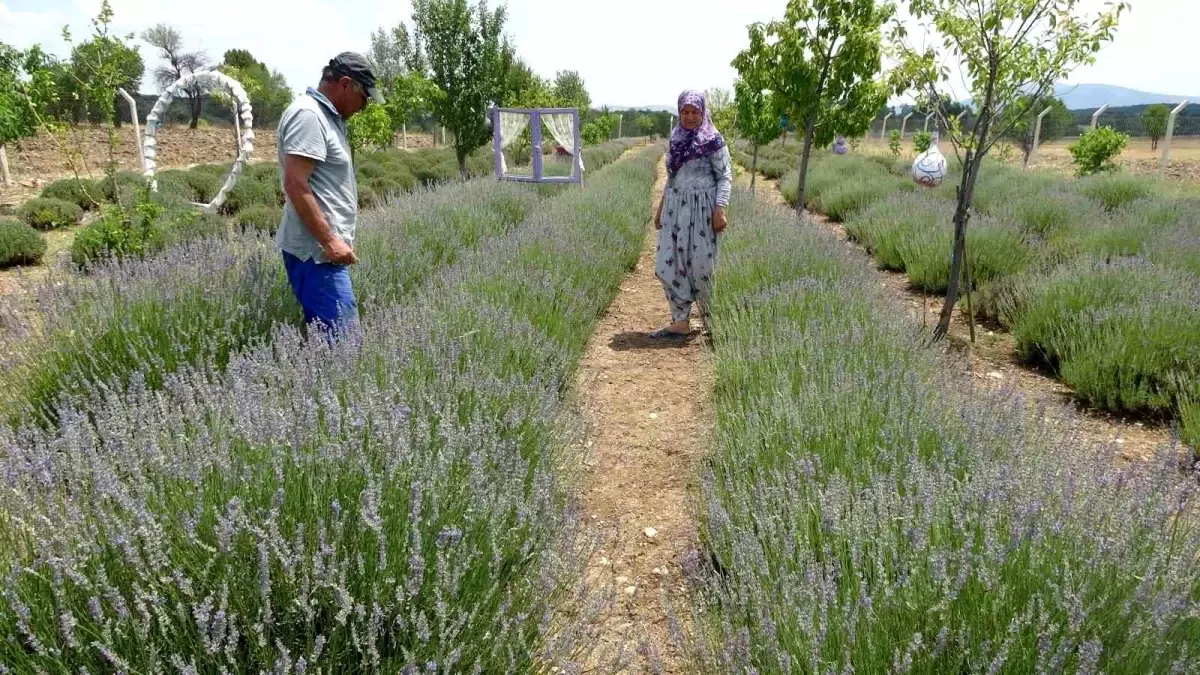 Kütahya'da Lavanta Üretimiyle Ekonomik Başarıya Ulaşan Çift