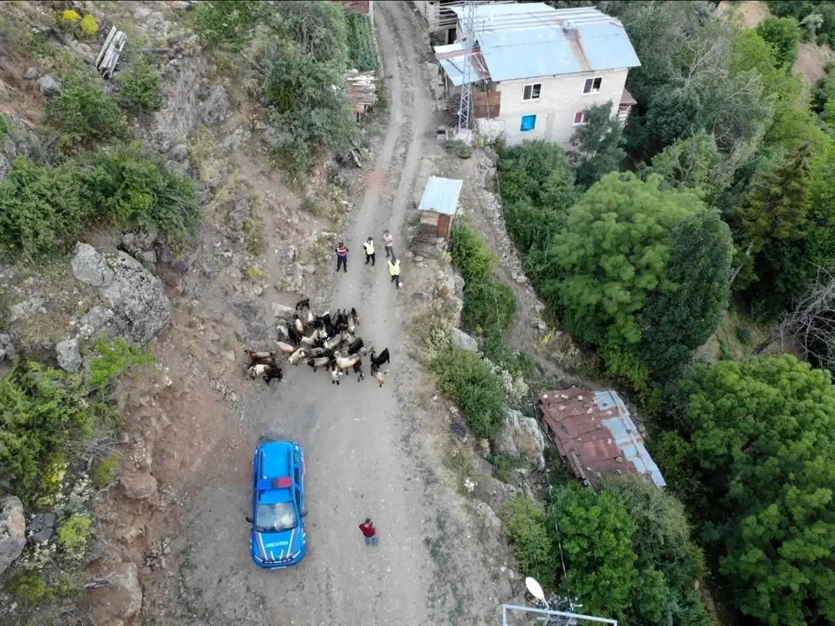 Artvin'de Kaybolan 30 Küçükbaş Hayvan Dron ile Bulundu
