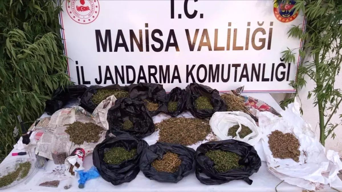 Manisa'da Uyuşturucu Operasyonu: 12 Kilo Esrar ve 15 Kök Kenevir Ele Geçirildi