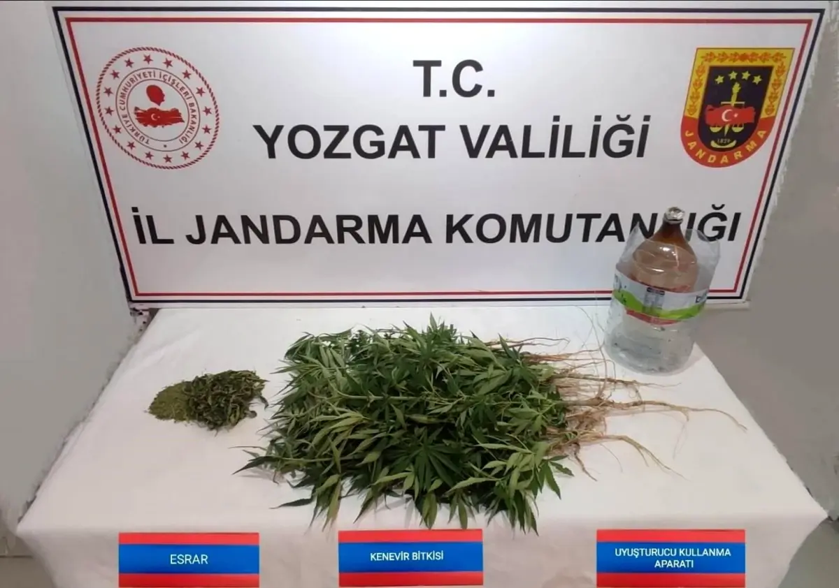 Yozgat'ta Kenevir Operasyonu: 40 Kök Ele Geçirildi