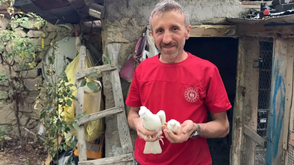 Güvercinin Hayatını Değiştiren Tavuk Yumurtası