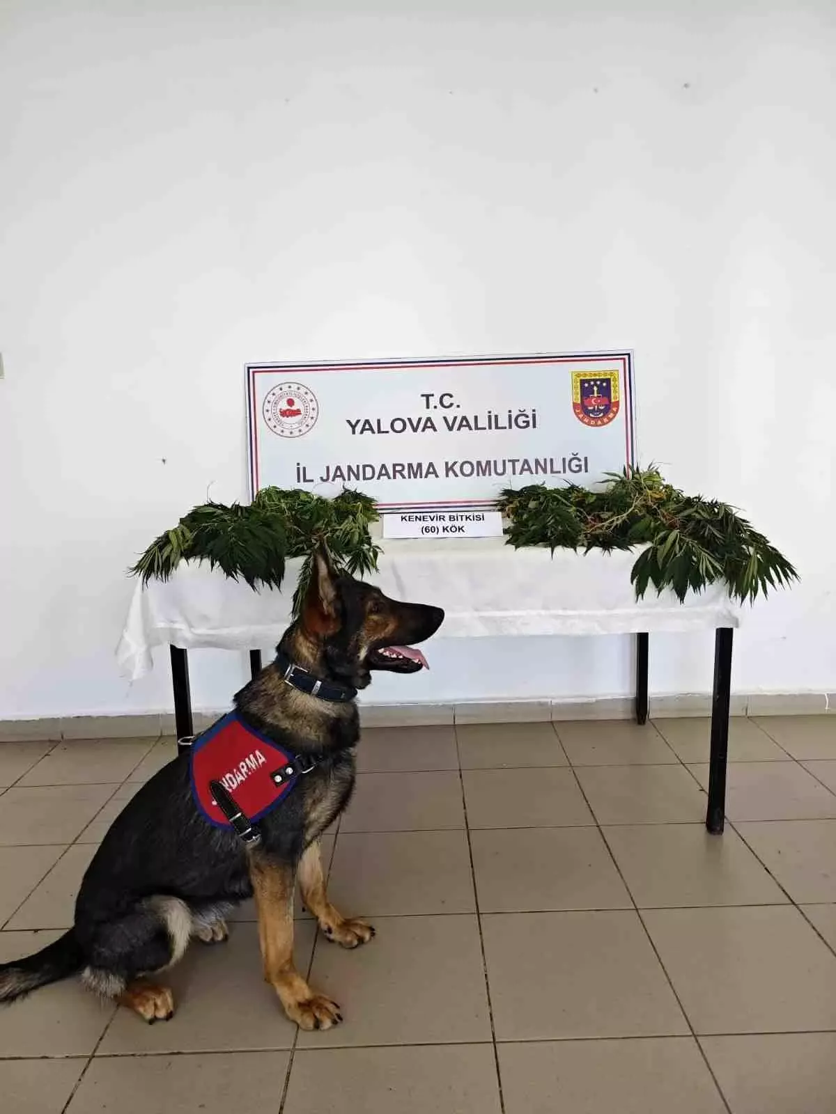 Yalova'da Yasa Dışı Kenevir Ekimi Yapan Zanlı Tutuklandı