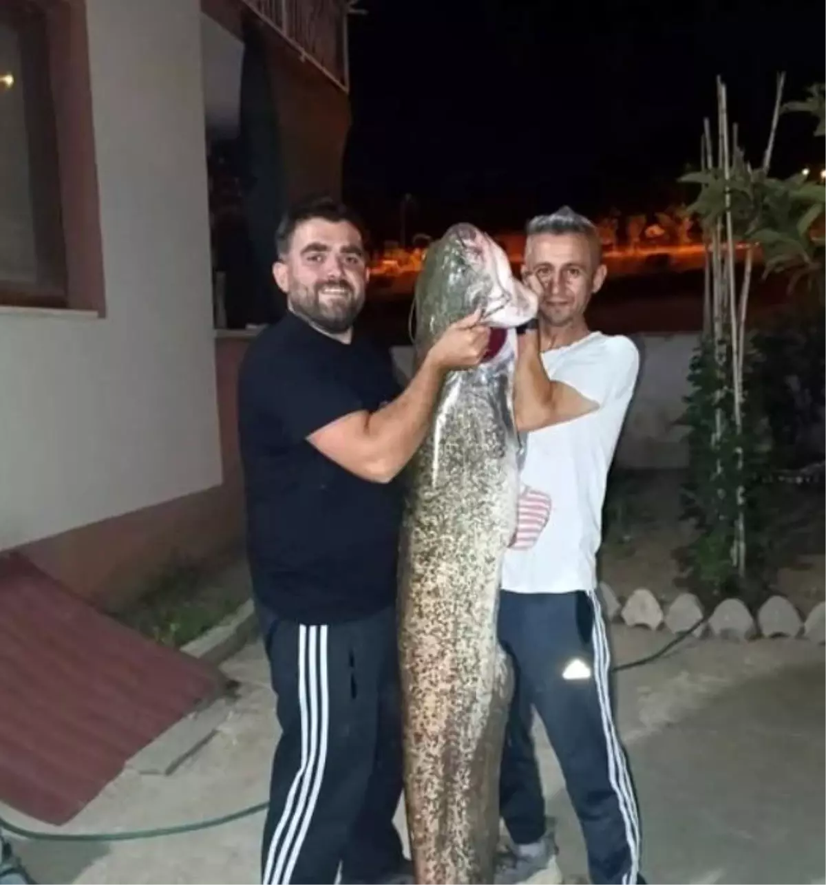 Bilecik'te Amatör Balıkçılara 30 Kilogramlık Yayın Balığı Yakalandı