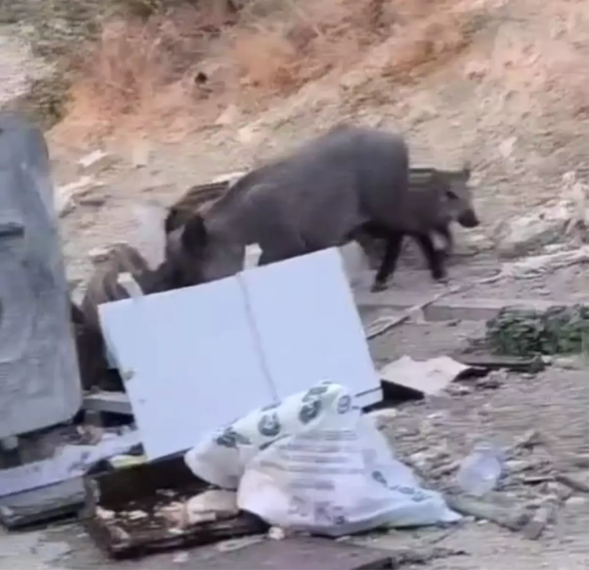 Hatay'ın Defne İlçesinde Yaban Domuzları Yerleşim Alanına İndi